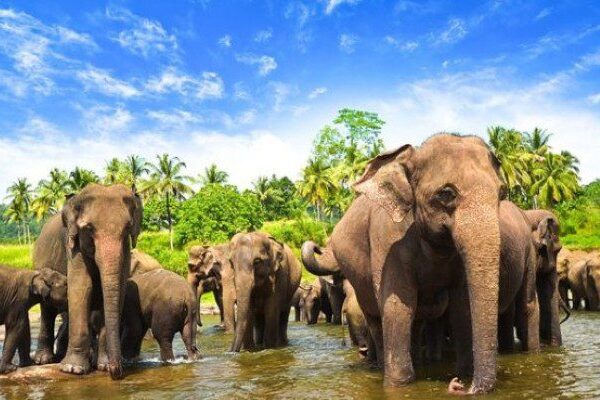 pinnawala-768x394