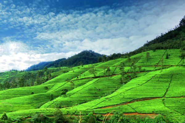 tea-in-nuwaraeliya-768x421